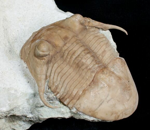 Huge Illaenus Tauricornis Trilobite (REDUCED PRICE) #6461